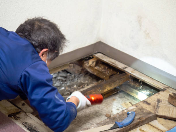 Best White Mold Remediation in Montegut, LA