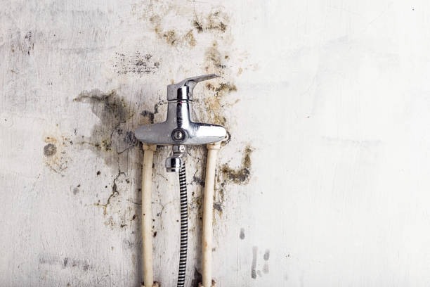 Best Black Mold Remediation in Montegut, LA