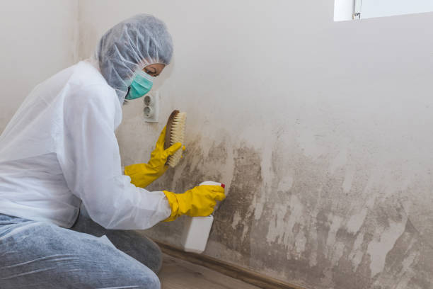 Best Industrial Mold Remediation in Montegut, LA