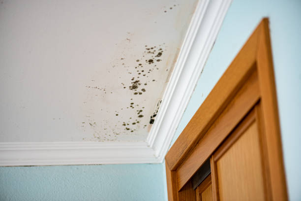 Best White Mold Remediation in Montegut, LA