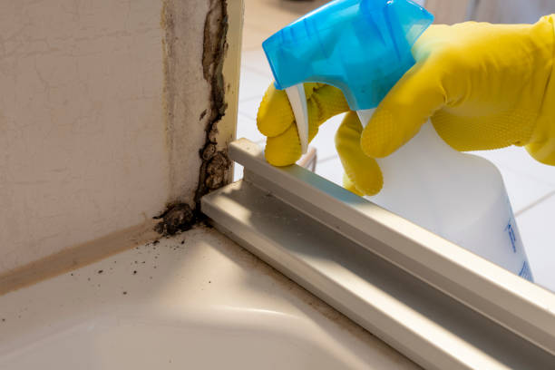 Professional Mold Remediation in Montegut, LA