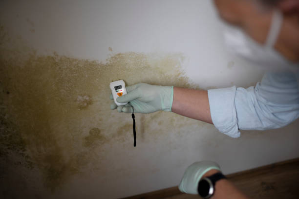 Best Commercial Mold Remediation in Montegut, LA