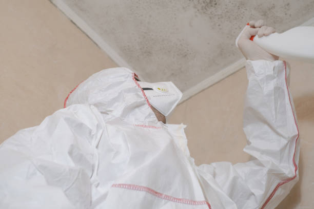 Best Black Mold Remediation in Montegut, LA