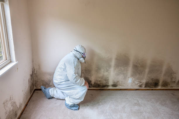 Best Basement Mold Remediation in Montegut, LA