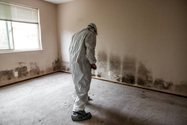 Reliable Montegut, LA Mold Remediation Solutions
