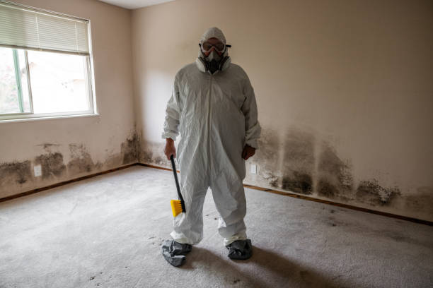 Best Residential Mold Remediation in Montegut, LA