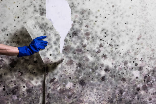 Best Mold Remediation for Specific Building Types in Montegut, LA